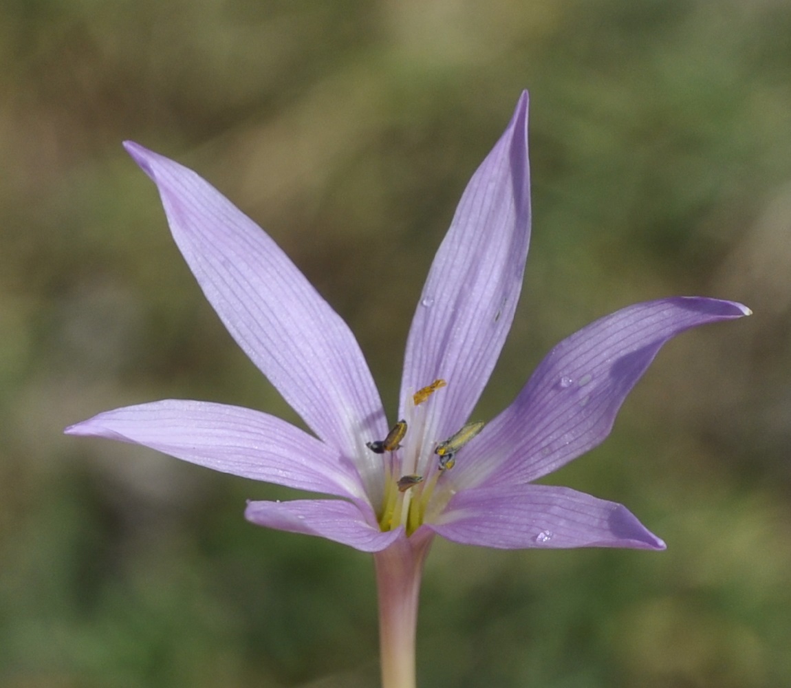 Изображение особи Colchicum doerfleri.