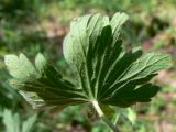 Geranium sibiricum. Лист (обратная сторона). Челябинская обл., окр. г. Челябинск, Золотая горка, обочина дороги в берёзовом лесу. 03.07.2014.