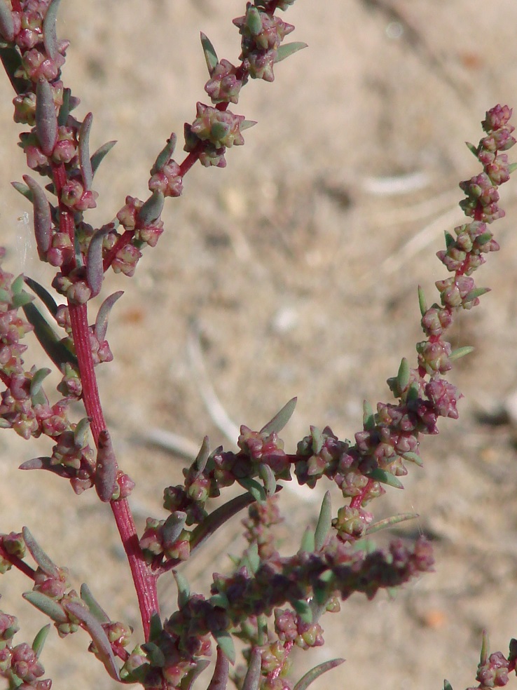 Image of genus Suaeda specimen.