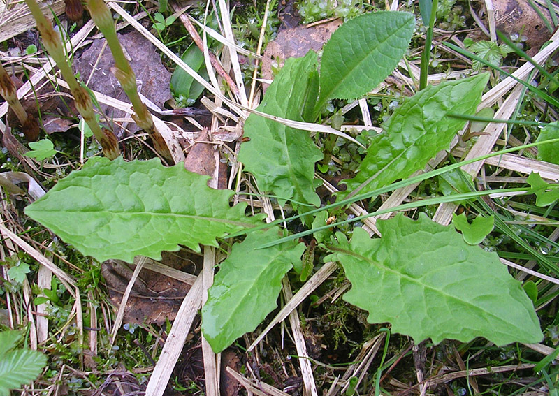 Image of Crepis paludosa specimen.