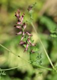 Fumaria officinalis