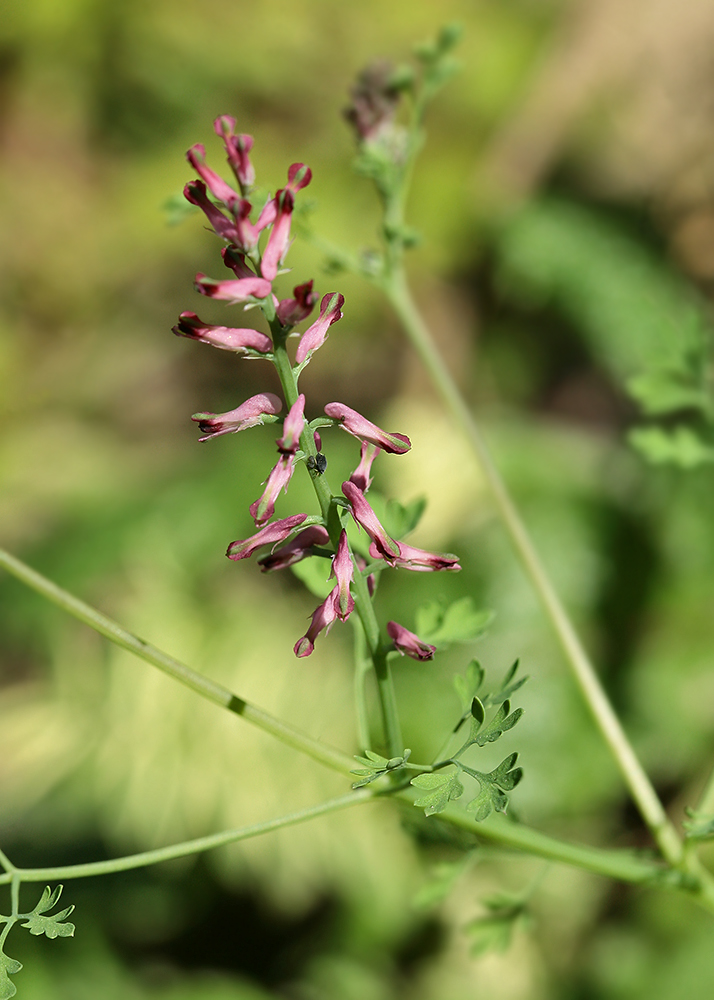 Изображение особи Fumaria officinalis.