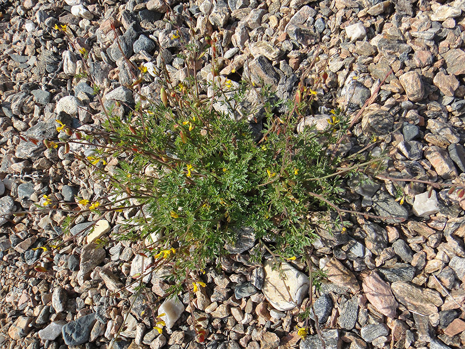 Image of Corydalis impatiens specimen.