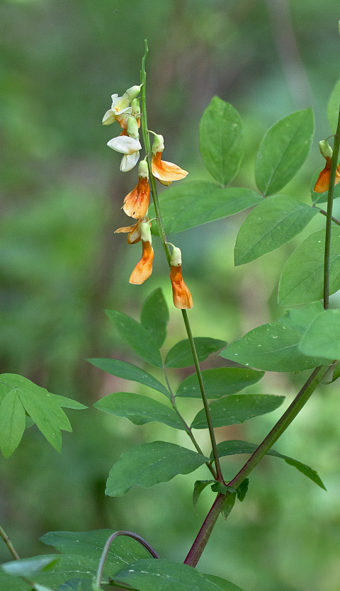Изображение особи Lathyrus gmelinii.