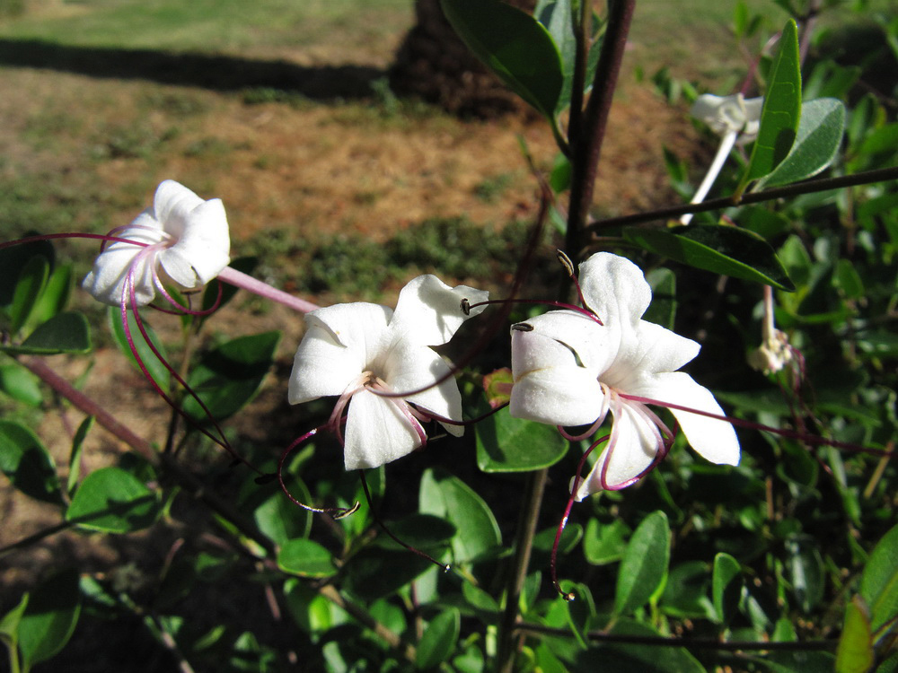 Изображение особи род Capparis.