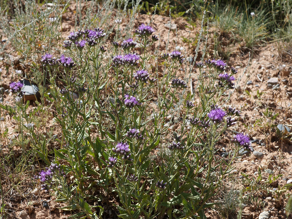 Image of Saussurea elegans specimen.