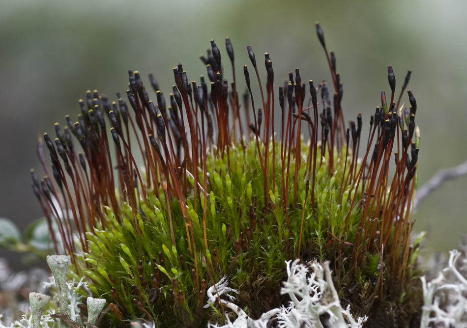 Изображение особи Tetraplodon mnioides.