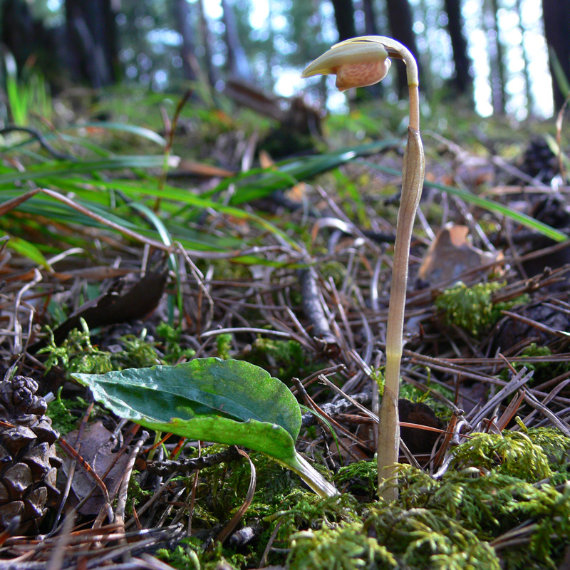 Image of Calypso bulbosa specimen.