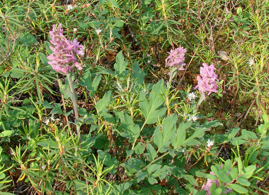 Изображение особи Corydalis paeoniifolia.