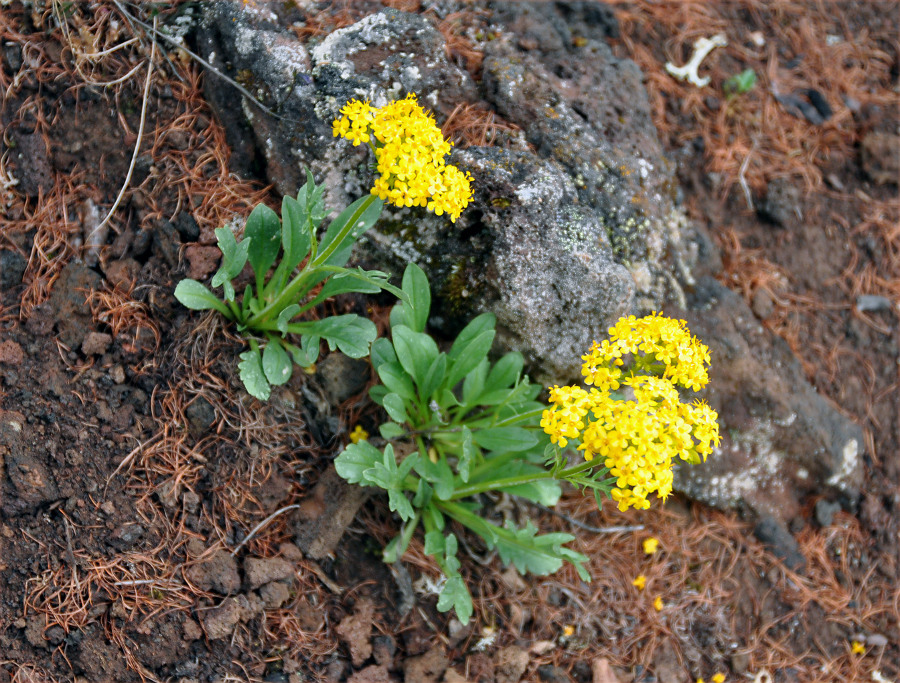 Image of Patrinia sibirica specimen.