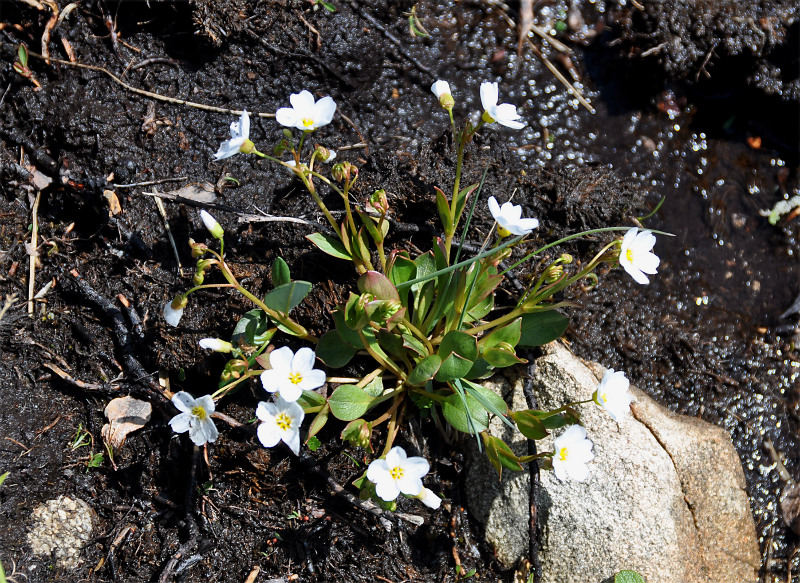 Image of Claytonia joanneana specimen.