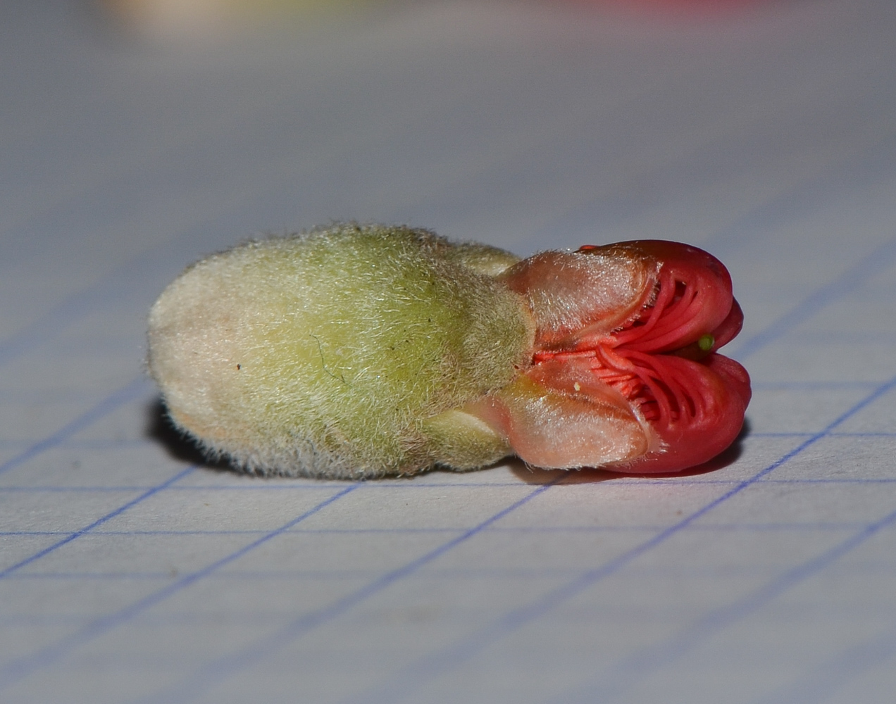 Image of Calothamnus villosus specimen.