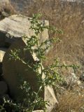 Salsola tragus