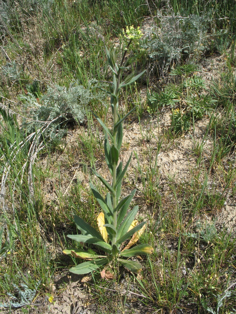 Изображение особи Camelina microcarpa.