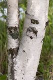 Betula pendula. Часть ствола в месте его раздвоения. Карелия, Заонежье, каменистая коса. 14.06.2015.