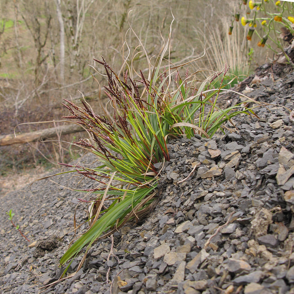 Image of Carex digitata specimen.