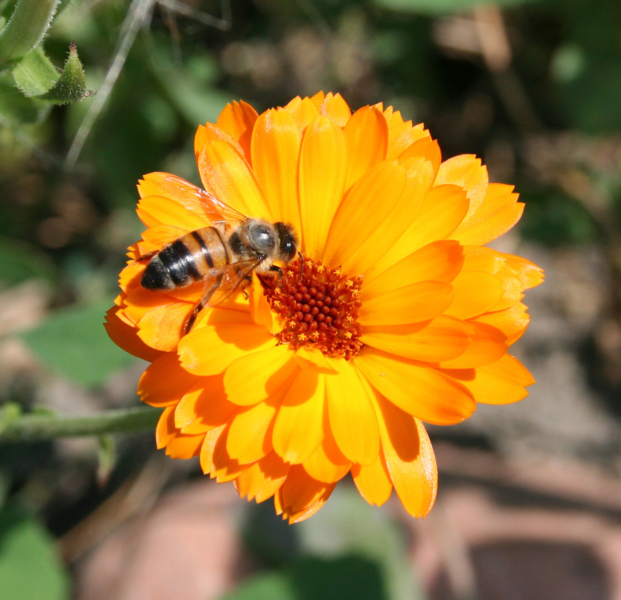 Изображение особи Calendula officinalis.