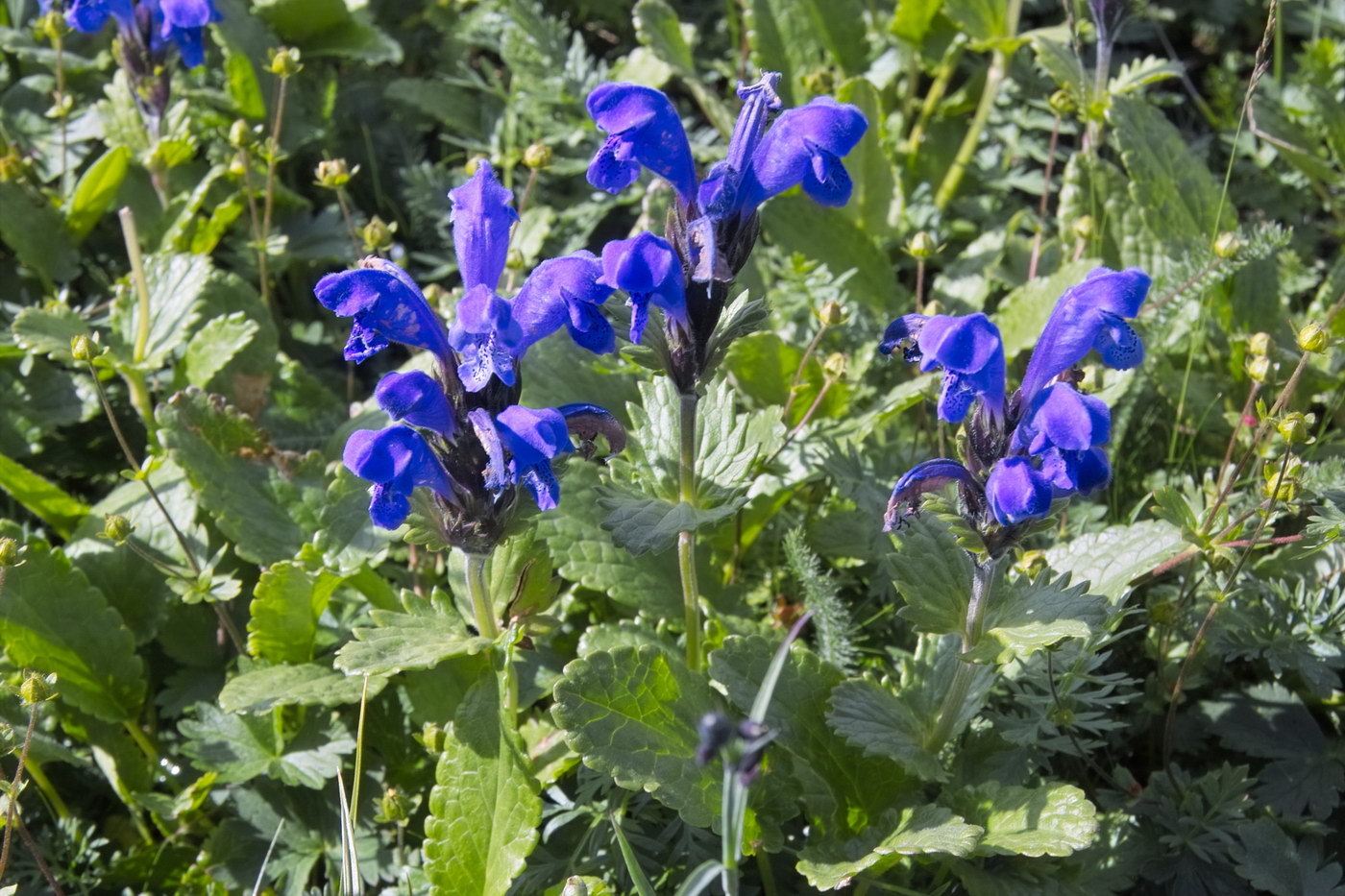 Image of Dracocephalum grandiflorum specimen.