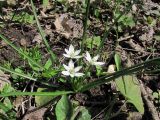 Ornithogalum woronowii. Зацветающее растение. Краснодарский край, Абинский р-н, окр. пос. Ахтырский, лес на окраине поля. 28.03.2016.