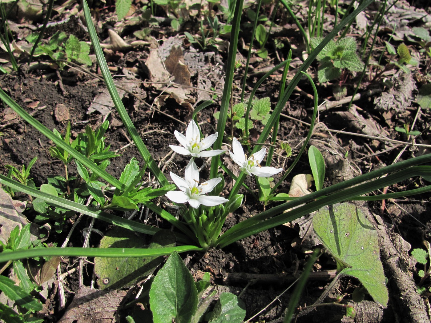 Изображение особи Ornithogalum woronowii.