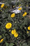 Anthemis tinctoria. Цветущее растение. Ульяновская обл., восточный склон Приволжской возвышенности, Шиловская лесостепь. 05.07.2005.