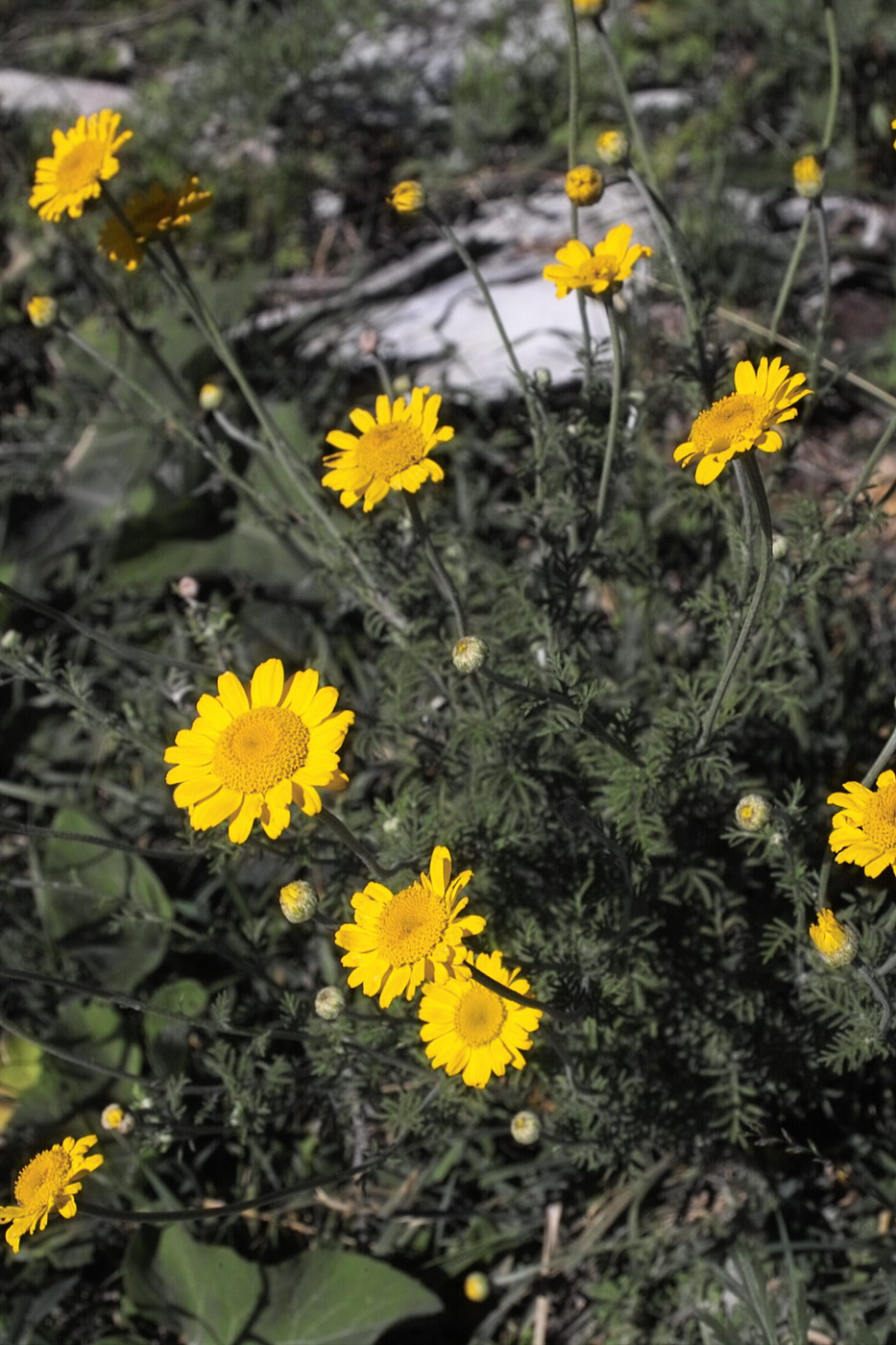 Изображение особи Anthemis tinctoria.