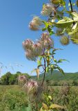 Clematis serratifolia