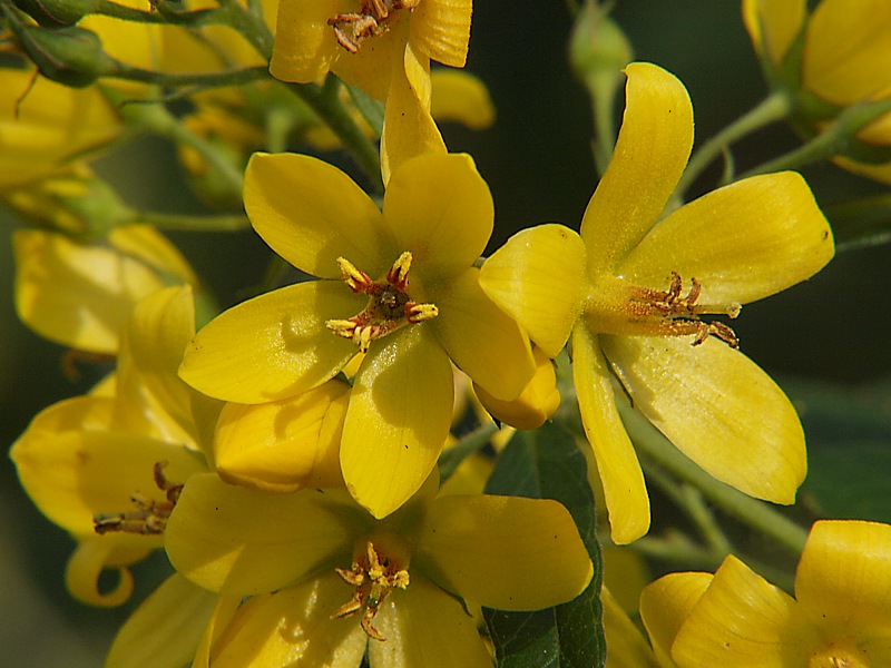 Image of Lysimachia vulgaris specimen.