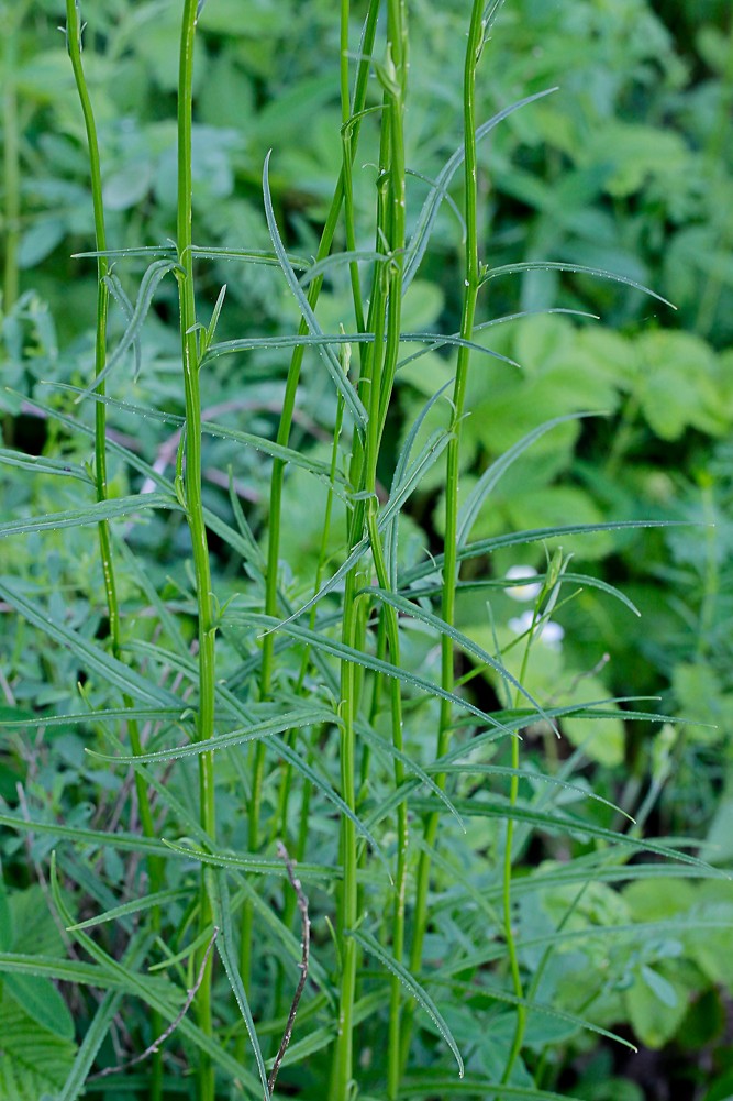 Image of Campanula persicifolia specimen.