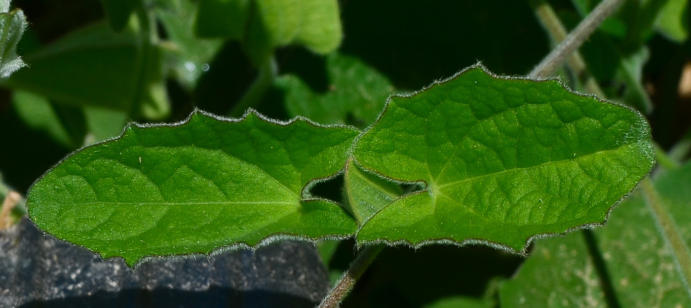 Image of Thunbergia alata specimen.