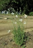 Papaver albiflorum. Цветущее растение. Крым, Бахчисарайский р-н, с. Счастливое, обочина дороги. 20 июня 2016 г.