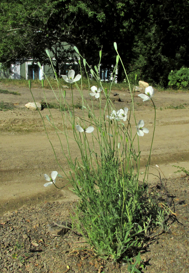 Изображение особи Papaver albiflorum.