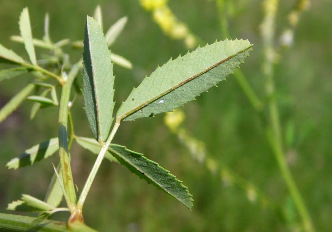 Изображение особи Melilotus officinalis.