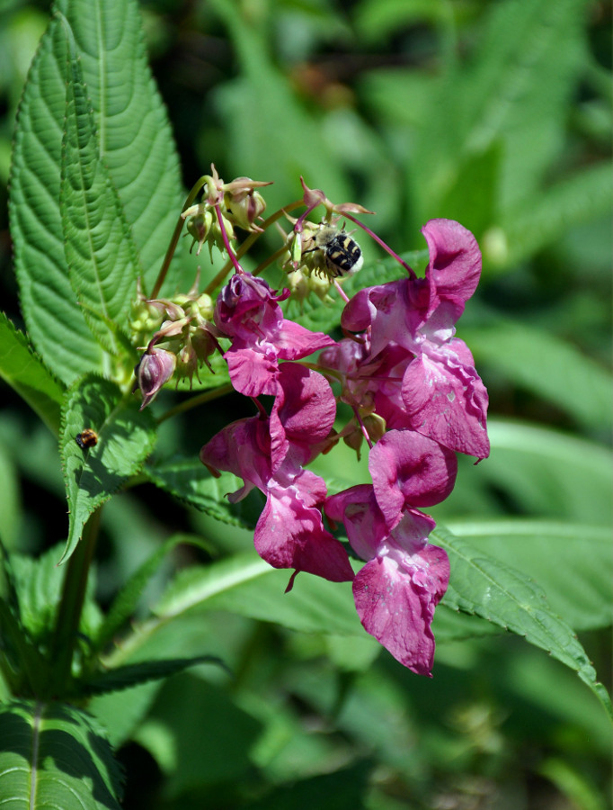 Image of Impatiens glandulifera specimen.