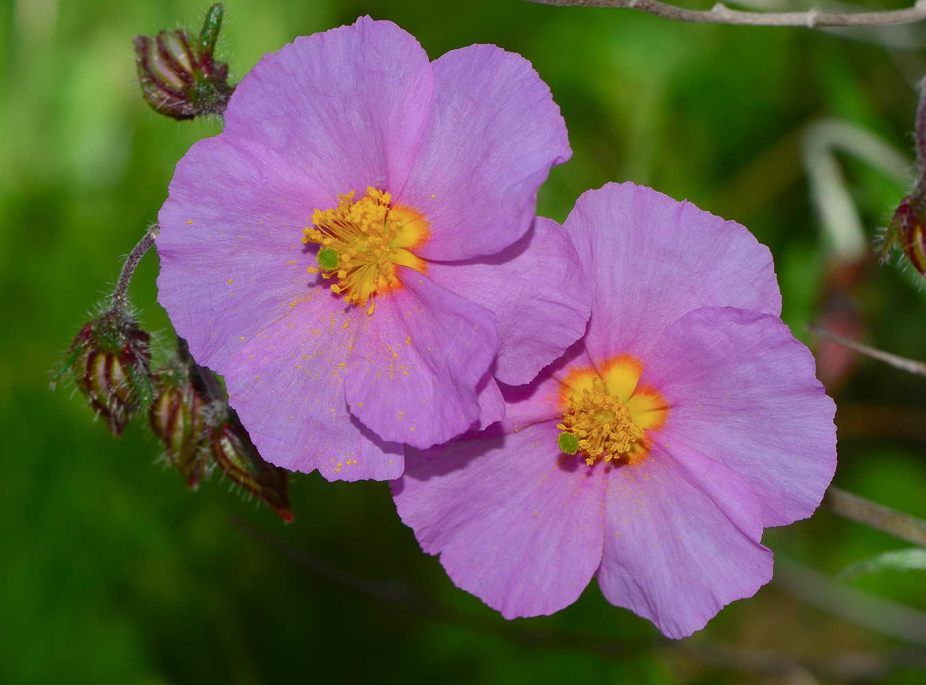 Изображение особи Helianthemum vesicarium.