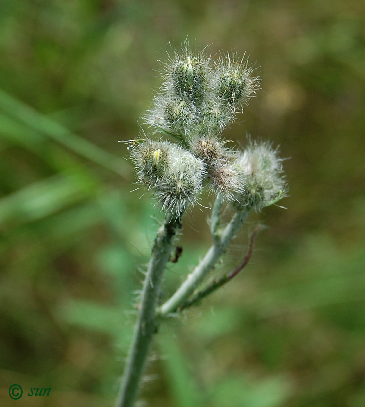 Image of Pilosella echioides specimen.