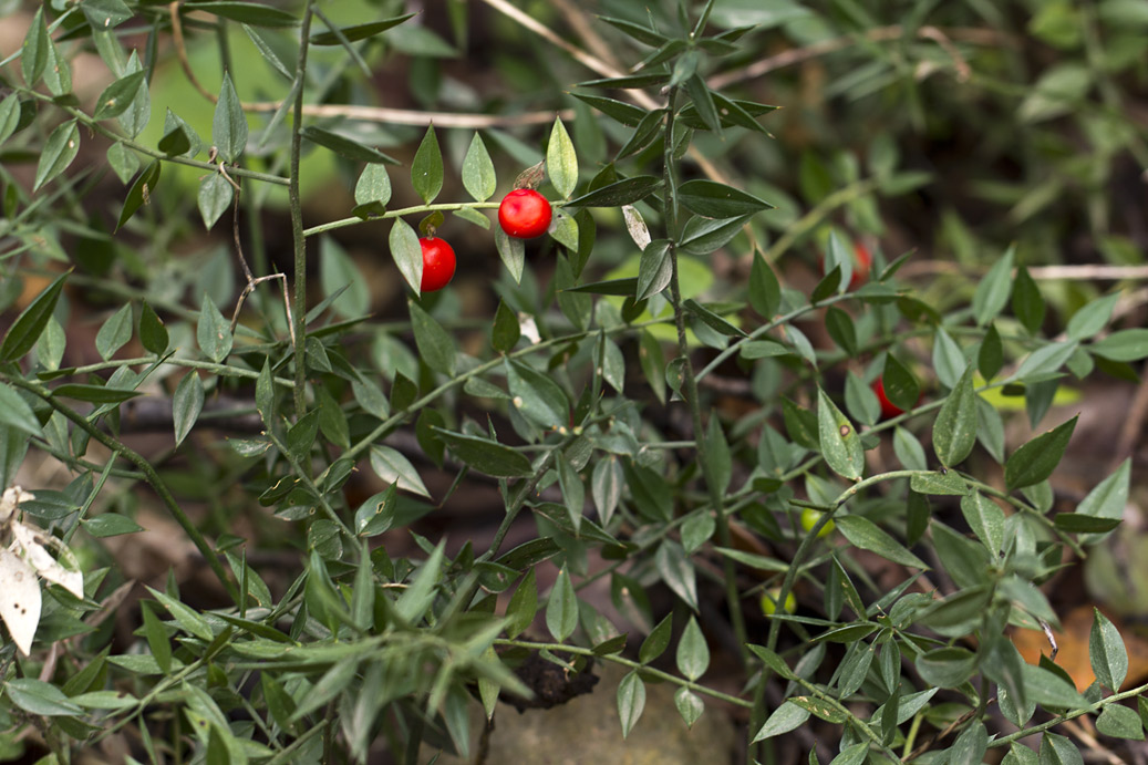 Изображение особи Ruscus aculeatus.