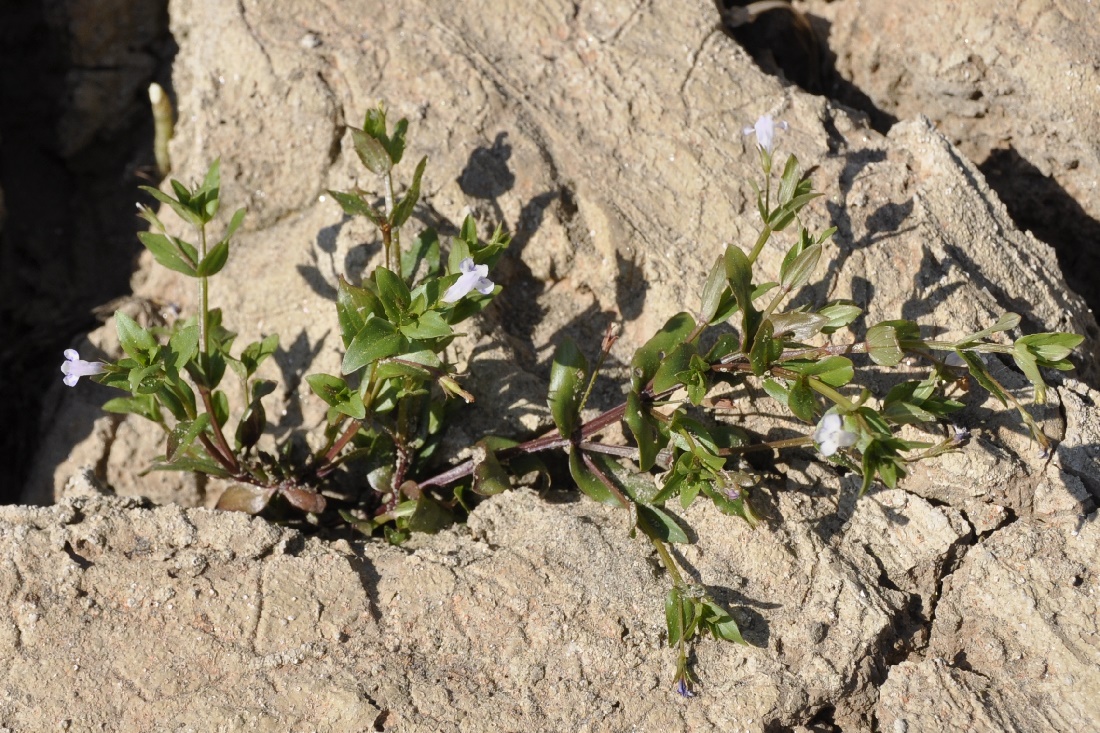 Image of Lindernia dubia specimen.