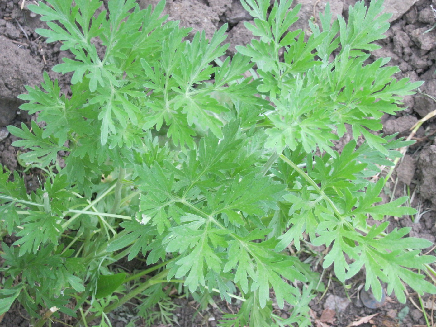 Изображение особи Artemisia absinthium.