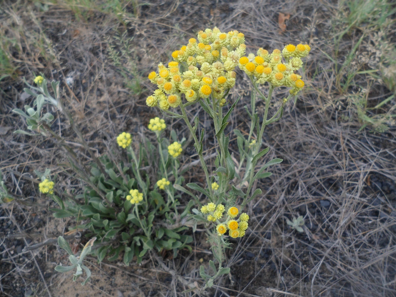 Изображение особи Helichrysum arenarium.