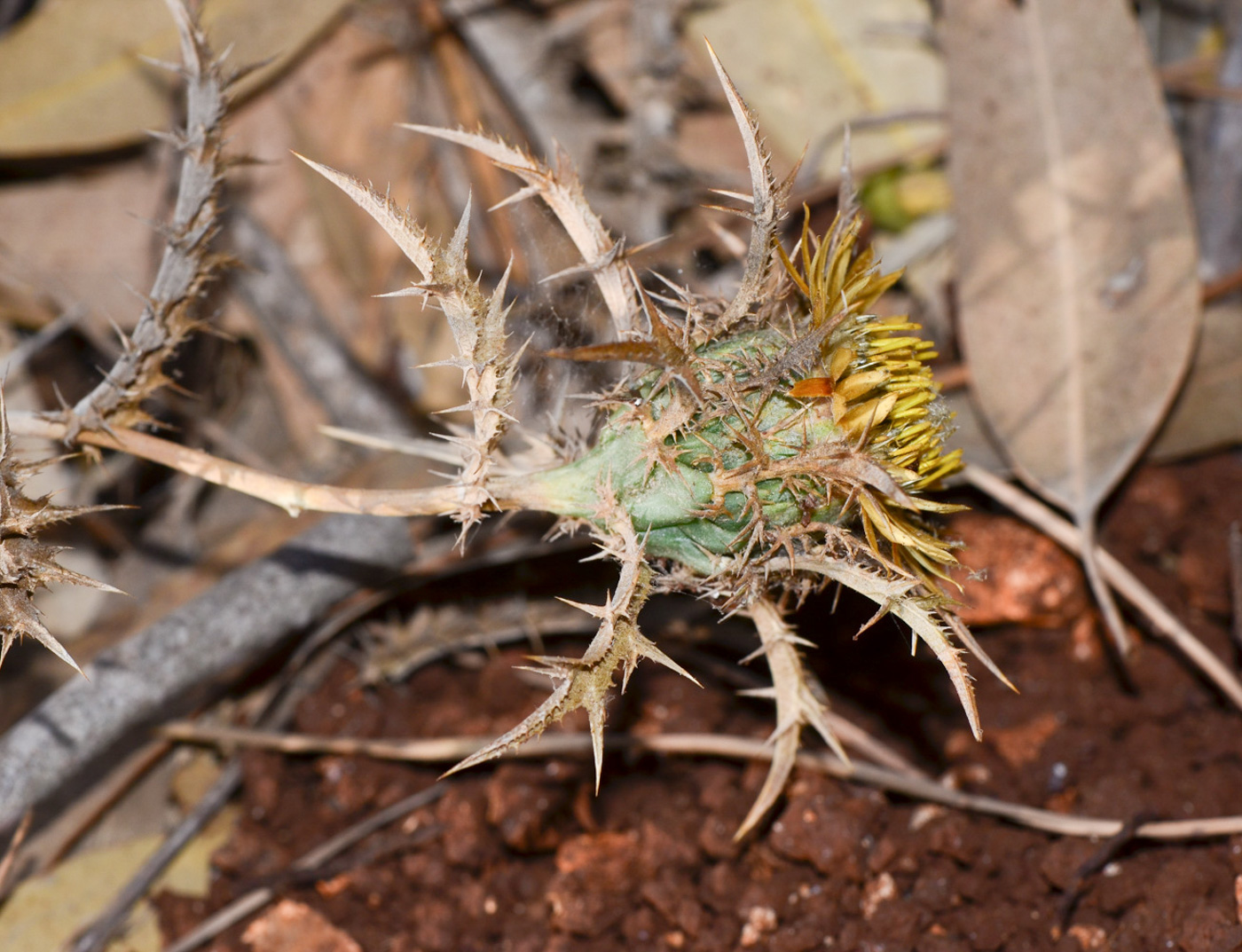 Image of Carlina curetum specimen.