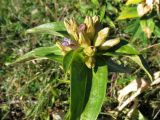 Gentiana cruciata