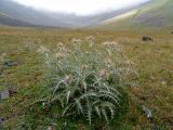 Cirsium tomentosum