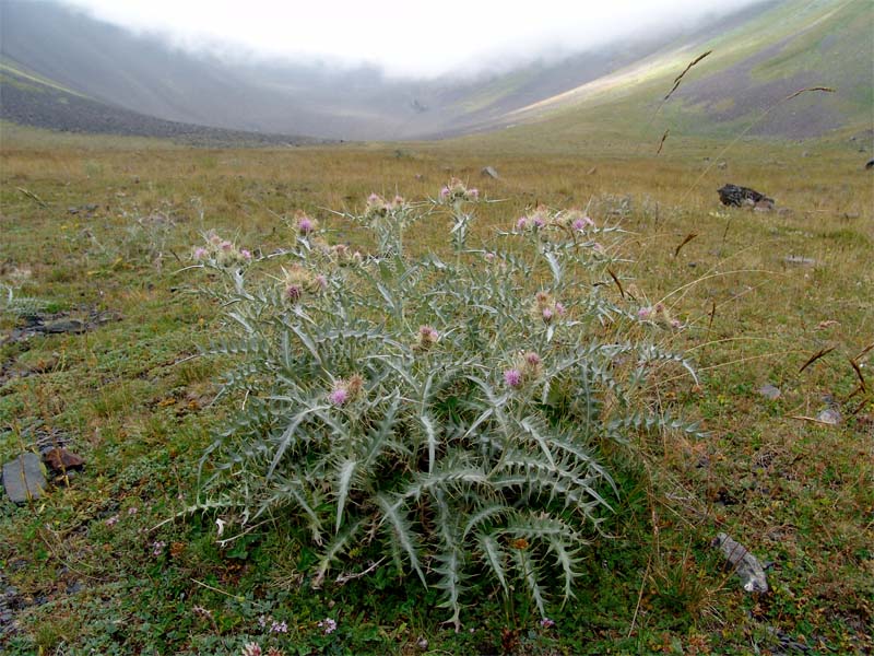 Изображение особи Cirsium tomentosum.