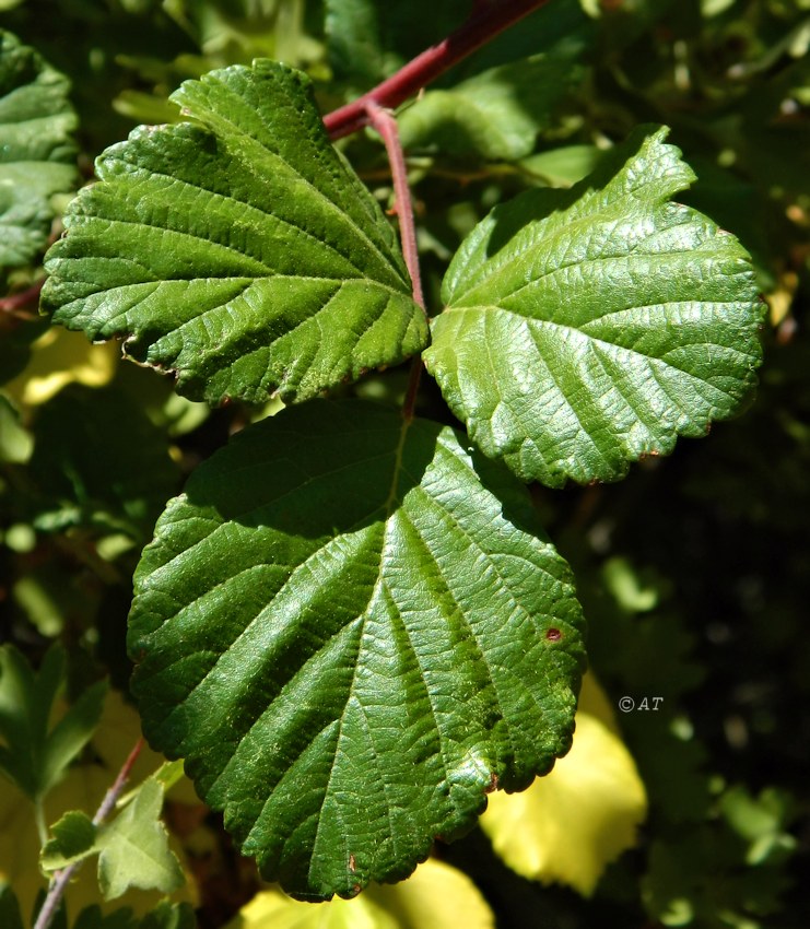 Изображение особи Rubus ulmifolius.