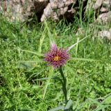 Tragopogon porrifolius ssp. longirostris