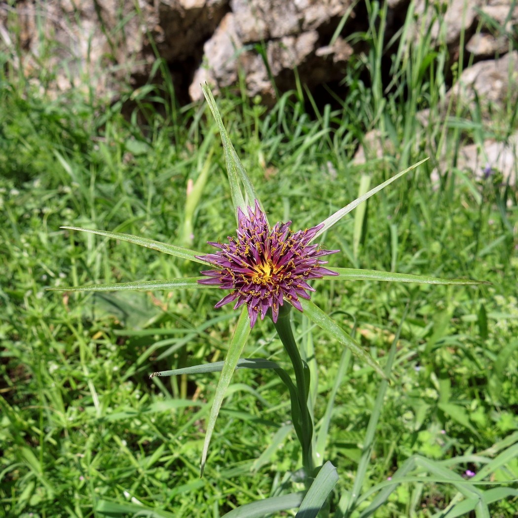 Image of Tragopogon krascheninnikovii specimen.