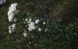 Erigeron uralensis. Плодоносящее растение. Татарстан, Агрызский р-н, с. Красный Бор, пустырь. 08.10.2016.