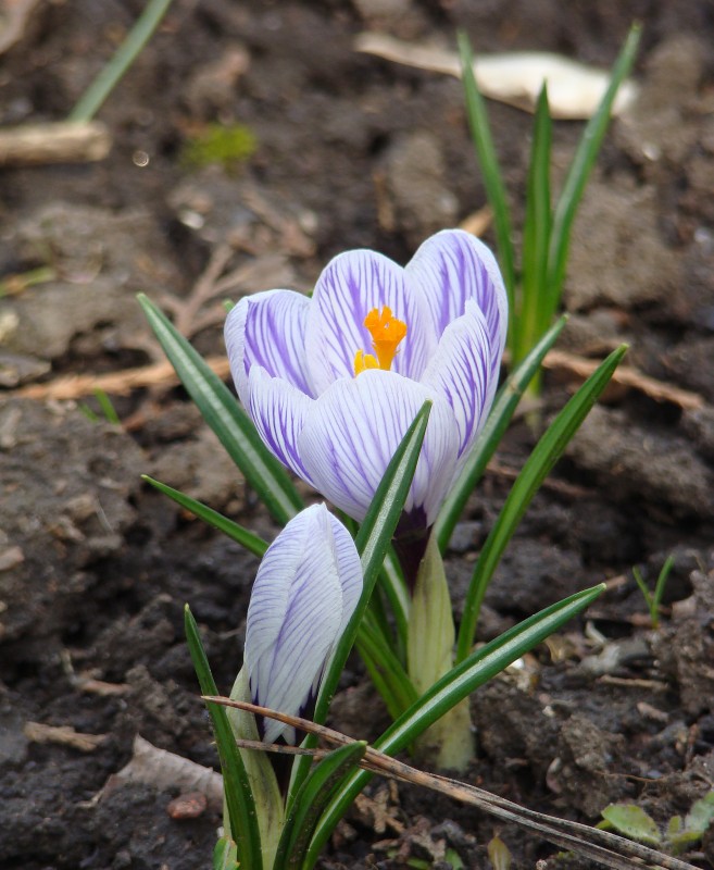 Изображение особи Crocus vernus.