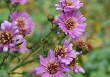 genus Symphyotrichum